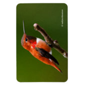 Atemberaubend Rufous Hummingbird auf dem Kirschbau Magnet (Vertikal)