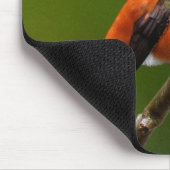 Atemberaubend Rufous Hummingbird auf dem Kirschbau Mousepad (Ecke)