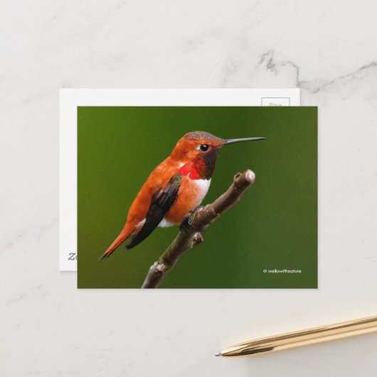 Atemberaubend Rufous Hummingbird auf dem Kirschbau Postkarte (Vorderseite/Rückseite Beispiel)