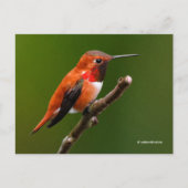 Atemberaubend Rufous Hummingbird auf dem Kirschbau Postkarte (Vorderseite)