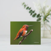 Atemberaubend Rufous Hummingbird auf dem Kirschbau Postkarte (Stehend Vorderseite)