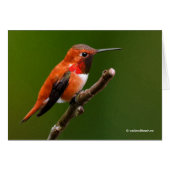 Atemberaubend Rufous Hummingbird auf dem Zweig Che (Vorderseite (Horizontal))