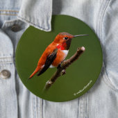 Atemberaubend Rufous Hummingbird auf dem Zweig Che Button (Beispiel)