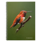 Atemberaubend Rufous Hummingbird auf dem Zweig Che Notizblock (Vorderseite)