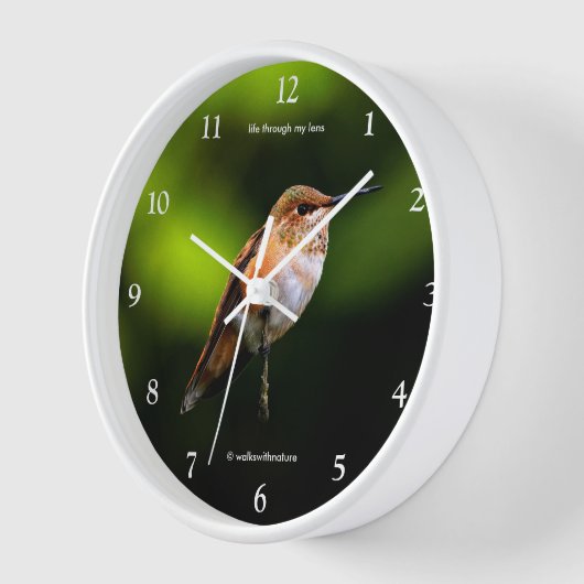 Atemberaubend Rufous Hummingbird auf Fruchtbaum Uhr (Winkel)