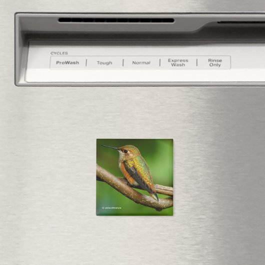 Atemberaubend Rufous Hummingbird auf Twining Vines Magnet (In Situ (Geschirrspüler))