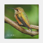 Atemberaubend Rufous Hummingbird auf Twining Vines Magnet (Vorne)