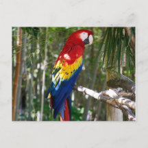 Atemberaubend Scarlet Macaw Parrot