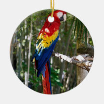 Atemberaubend Scarlet Macaw Parrot