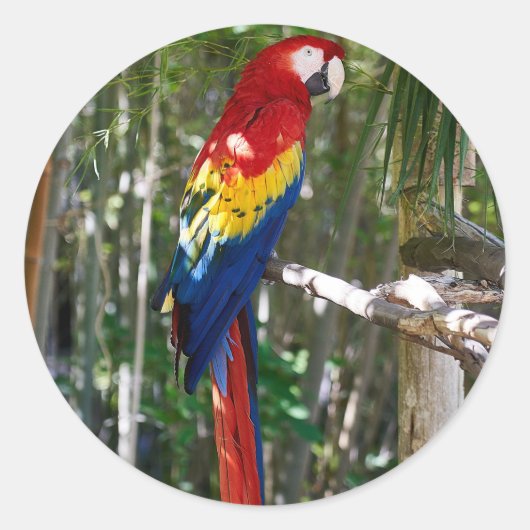 Atemberaubend Scarlet Macaw Parrot Runder Aufkleber (Vorderseite)
