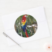 Atemberaubend Scarlet Macaw Parrot Runder Aufkleber (Umschlag)