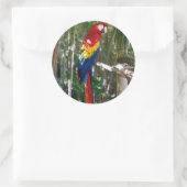 Atemberaubend Scarlet Macaw Parrot Runder Aufkleber (Tasche)