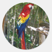 Atemberaubend Scarlet Macaw Parrot
