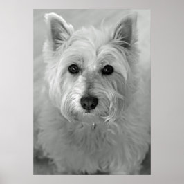 Atemberaubend West Highland Terrier Dog (Westie) P Poster