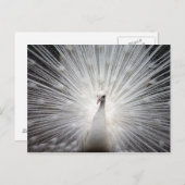 Atemberaubende Albino Kirche Santa Maria delle Gra Postkarte (Vorne/Hinten)