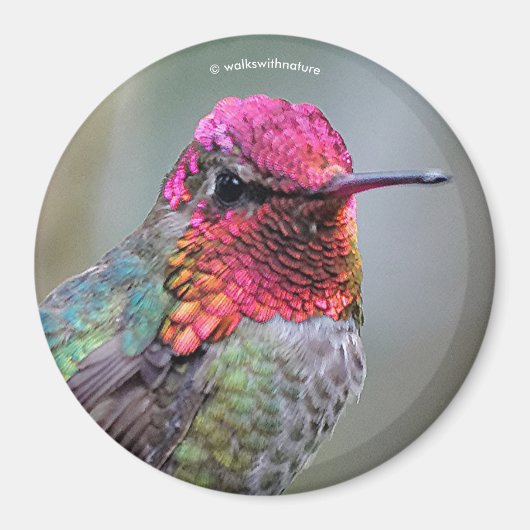 Atemberaubende Anna-Hummingbird im Pflaumenbaum Magnet (Vorne)