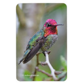 Atemberaubende Anna-Hummingbird im Pflaumenbaum Magnet (Vertikal)