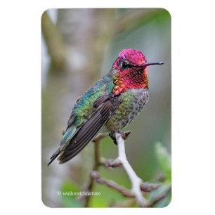 Atemberaubende Anna-Hummingbird im Pflaumenbaum Magnet