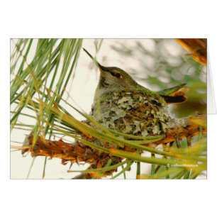 Atemberaubende Anna-Hummingbird-Mama auf Nest