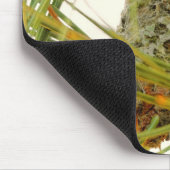 Atemberaubende Anna-Hummingbird-Mama auf Nest Mousepad (Ecke)