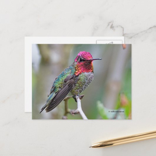 Atemberaubende Anna's Hummingbird auf Zweig Postkarte (Vorderseite/Rückseite Beispiel)