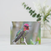 Atemberaubende Anna's Hummingbird auf Zweig Postkarte (Stehend Vorderseite)