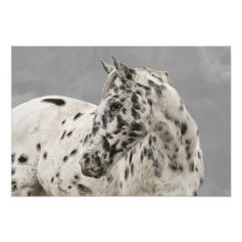 Atemberaubende Appaloosa Fotodruck