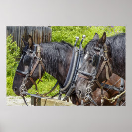 Atemberaubende Arbeitspferde in Kabelbaum Poster