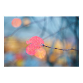 Atemberaubende Blätter von Cotonou Fotodruck