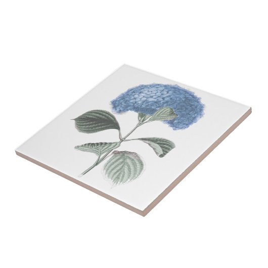 Atemberaubende blaue Hydrangea-Blume Fliese (Seite)