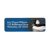 Atemberaubende Bufflehead-Ente am Winterteich (Vorne)