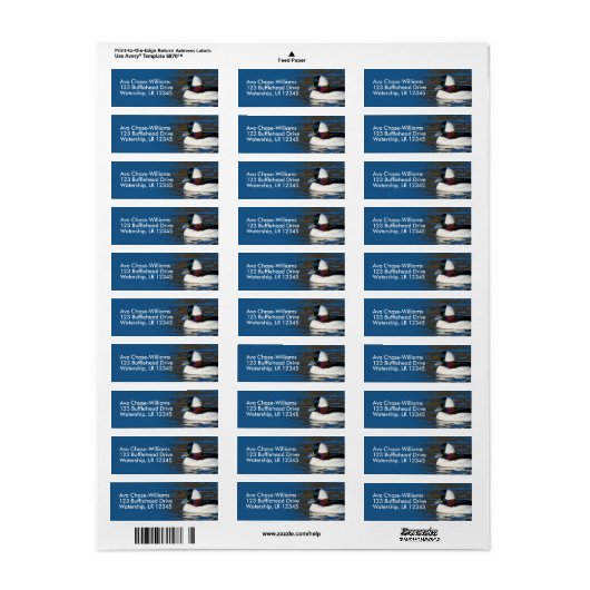 Atemberaubende Bufflehead-Ente am Winterteich (Vorne)