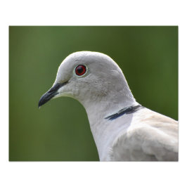 Atemberaubende Collared Dove Fotodruck