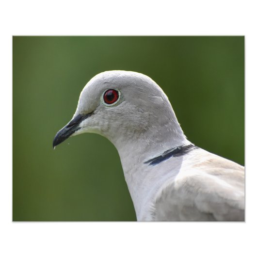 Atemberaubende Collared Dove Fotodruck (Vorne)