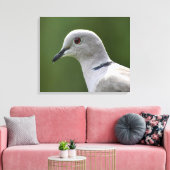 Atemberaubende Collared Dove Leinwanddruck (Insitu (Wohnzimmer))