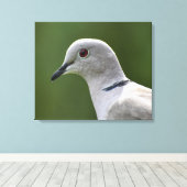 Atemberaubende Collared Dove Leinwanddruck (Insitu (Holzboden))