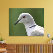 Atemberaubende Collared Dove Leinwanddruck (Insitu (Wohnzimmer))