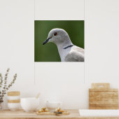 Atemberaubende Collared Dove Poster (Küche)