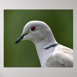 Atemberaubende Collared Dove Poster