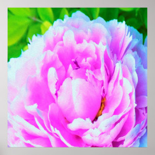 Atemberaubende doppelte rosa Pfingstrose Blumendet Poster