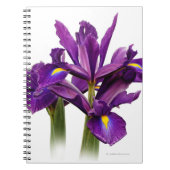 Atemberaubende Dutch Iris Lila Sensation Blume Notizblock (Vorderseite)