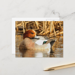 Atemberaubende Eurasian-Wigeon-Ente am Teich Postkarte