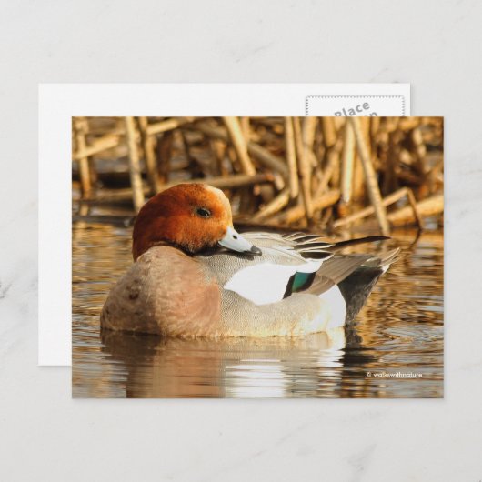 Atemberaubende Eurasian-Wigeon-Ente am Teich Postkarte (Vorne/Hinten)