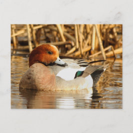 Atemberaubende Eurasian-Wigeon-Ente am Teich Postkarte