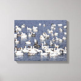 Atemberaubende Flock von Schneegänse am Strand Leinwanddruck