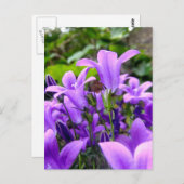 Atemberaubende Fresh Lilac Wilde Blume Postkarte (Vorne/Hinten)