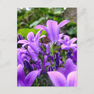 Atemberaubende Fresh Lilac Wilde Blume Postkarte