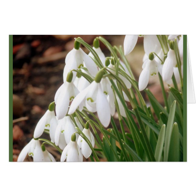 Atemberaubende Frühlingssnowdrops (Vorderseite (Horizontal))