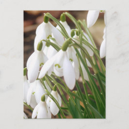 Atemberaubende Frühlingssnowdrops Postkarte
