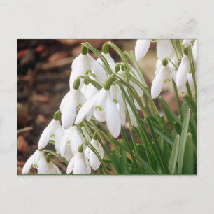 Atemberaubende Frühlingssnowdrops Postkarte